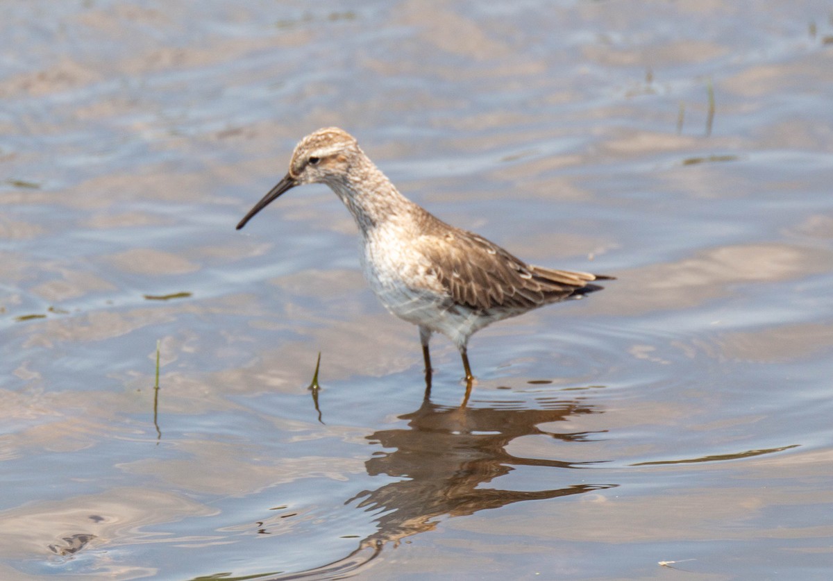 Stilt Sandpiper - ML223717341