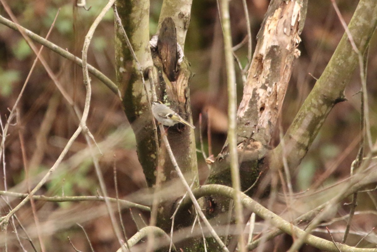 Golden-crowned Kinglet - ML223717761