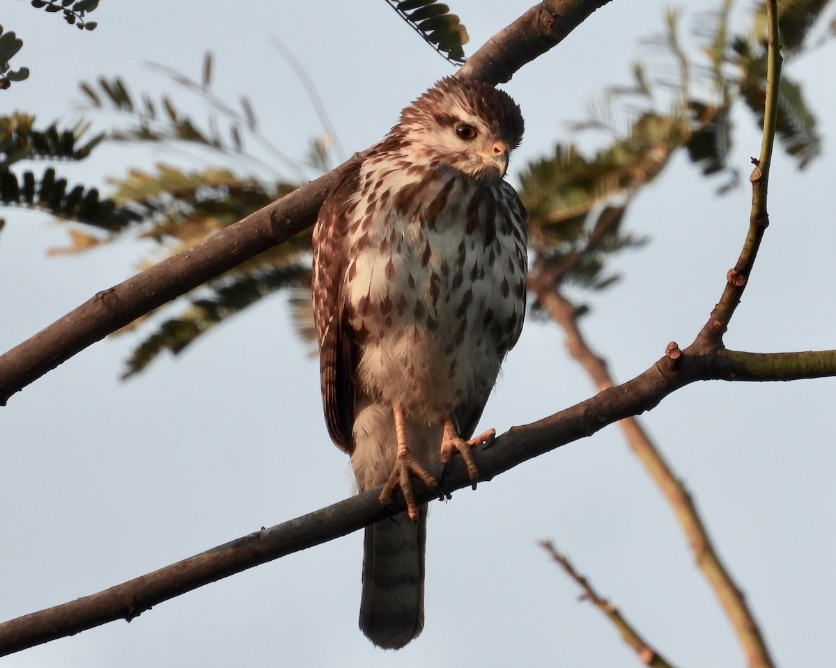 Gray Hawk - grete pasch