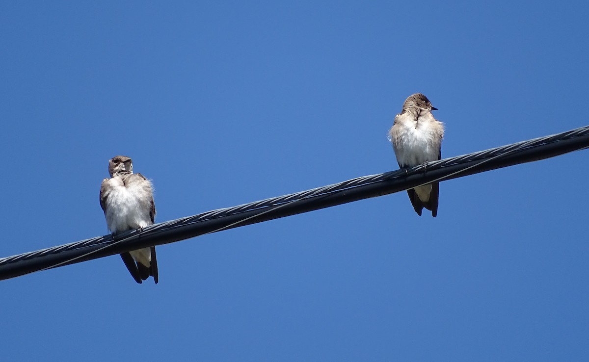 Northern Rough-winged Swallow - Adam Roberts