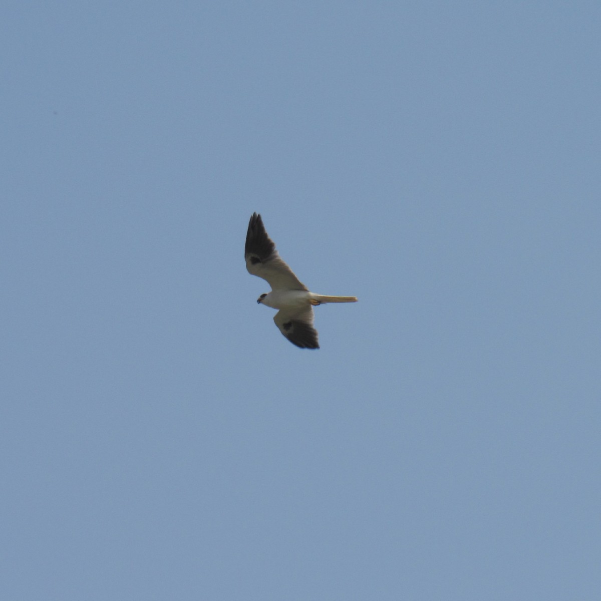 White-tailed Kite - ML223722151