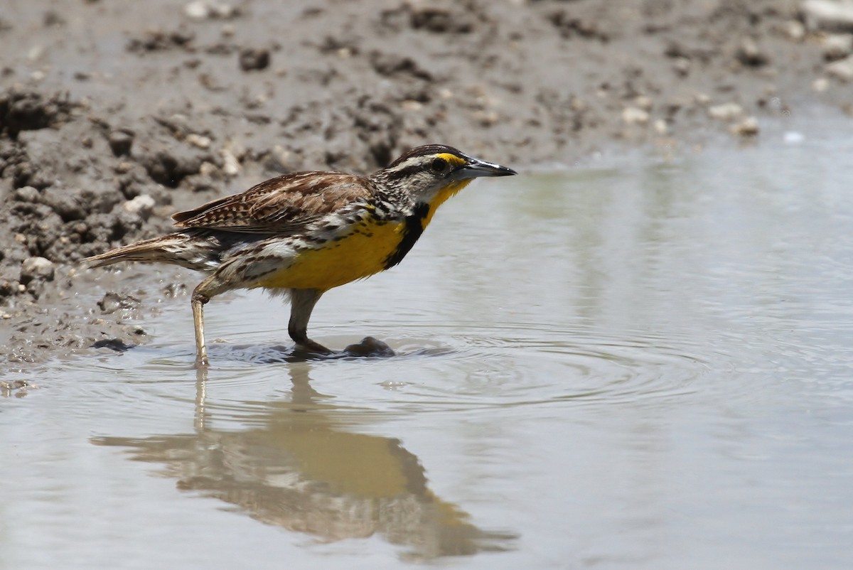 Eastern Meadowlark - ML223722221