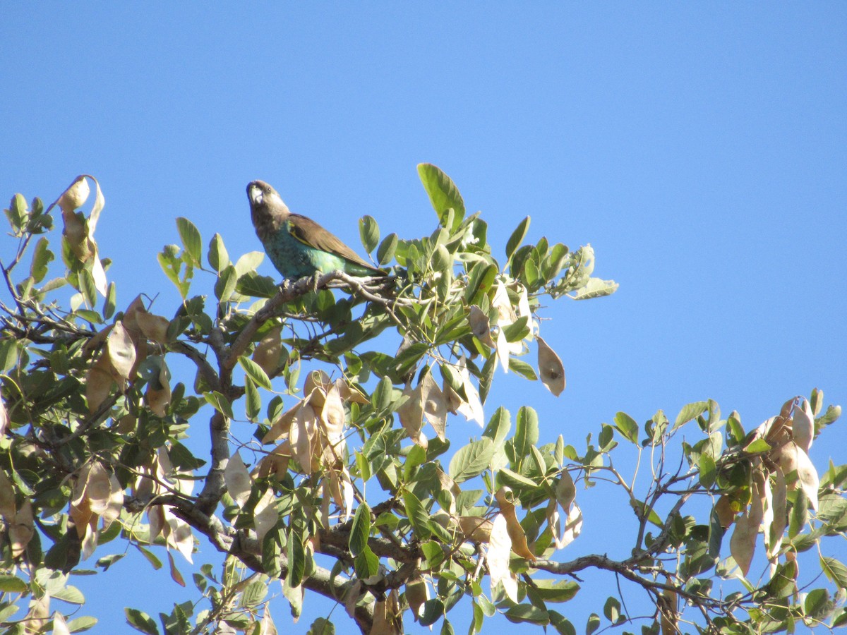 Meyer's Parrot - Nick Friedeman