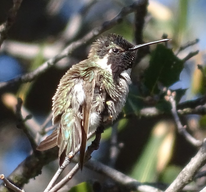 Costa's Hummingbird - Adam Roberts