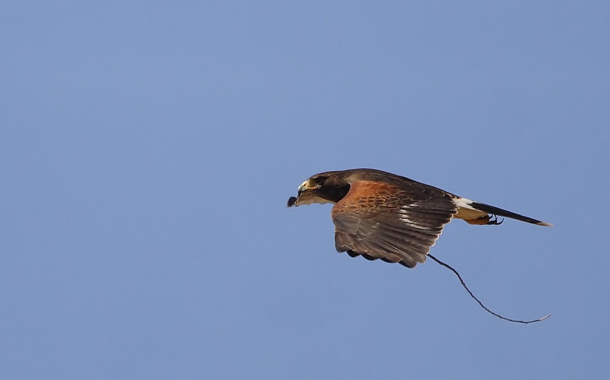 Harris's Hawk - ML223723231