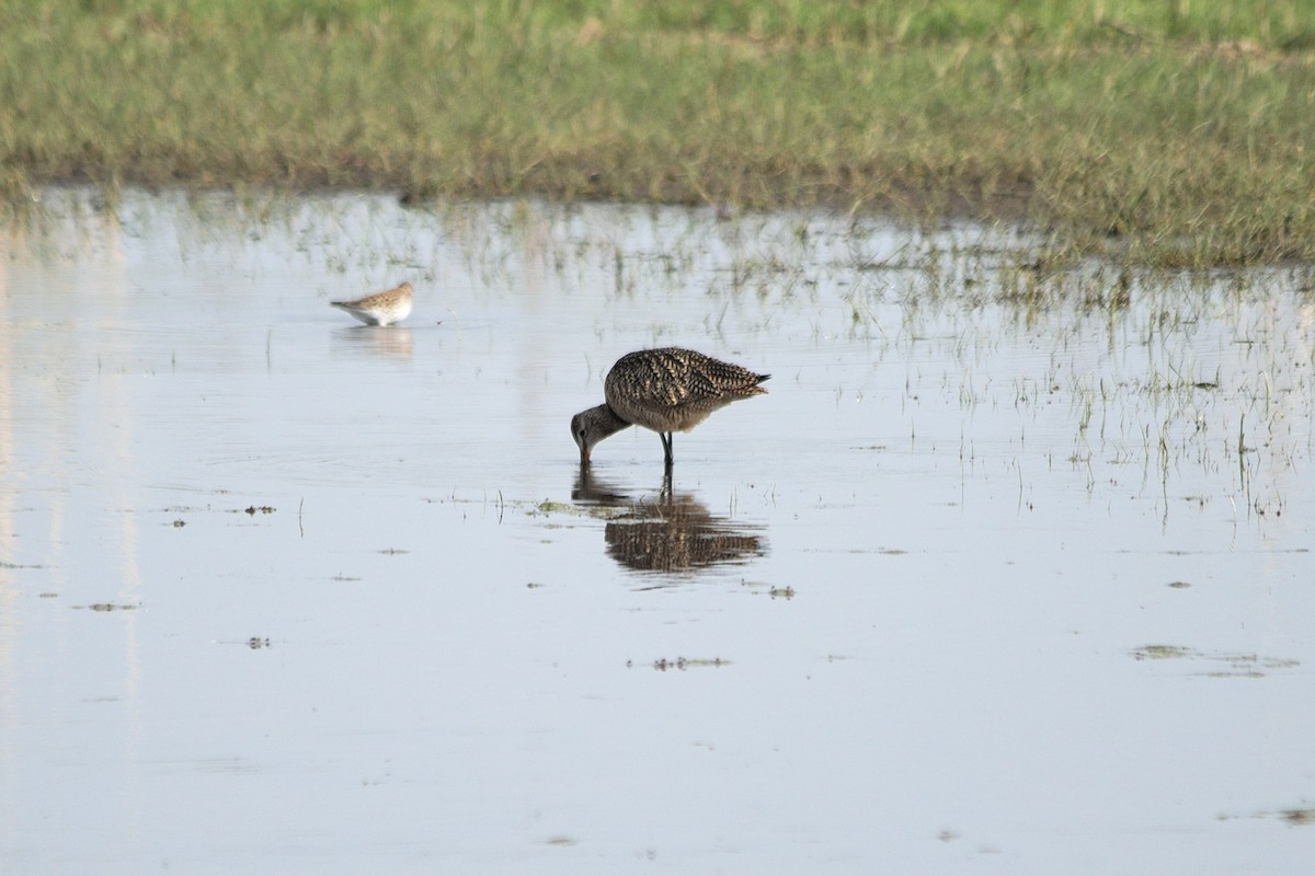 Marbled Godwit - ML22372341