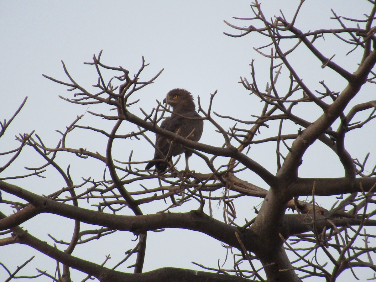 Brown Snake-Eagle - ML223723861