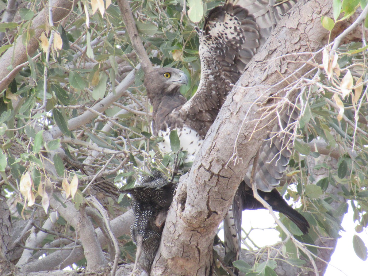 Martial Eagle - Nick Friedeman