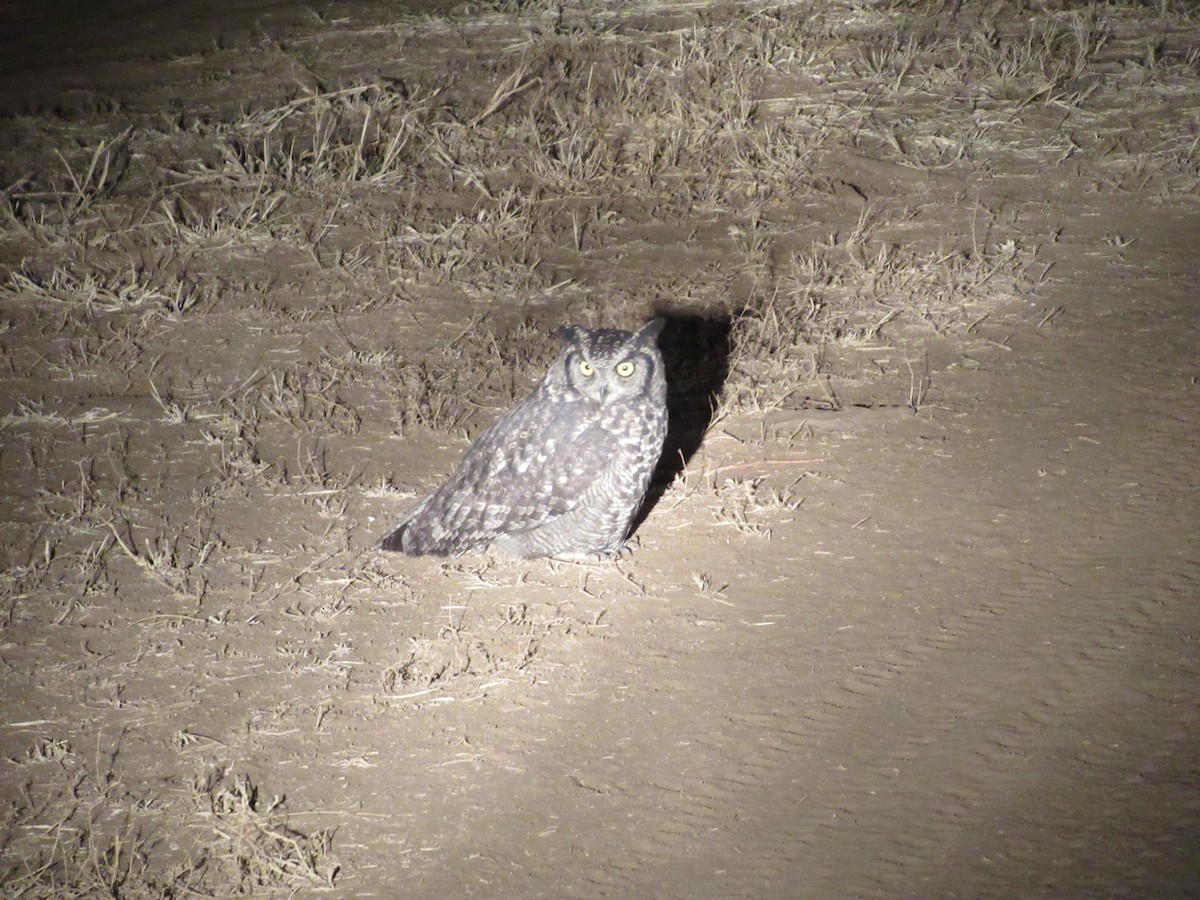 Spotted Eagle-Owl - Nick Friedeman