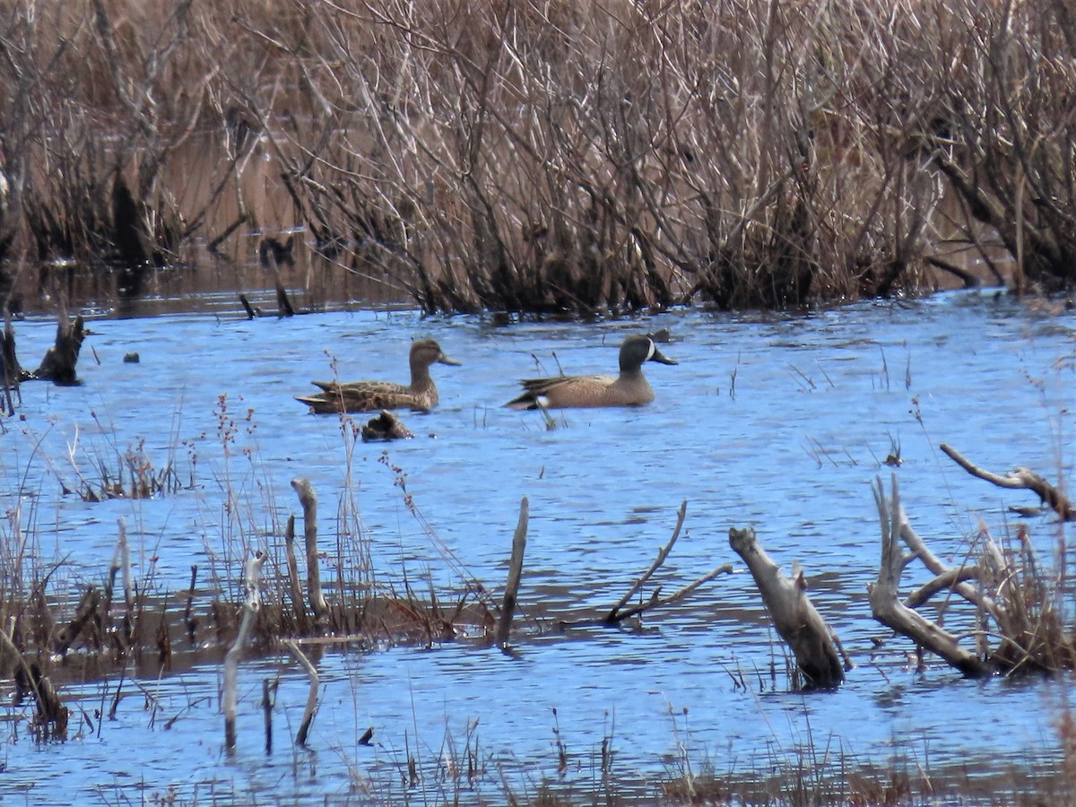 Blue-winged Teal - Bill Ostiguy