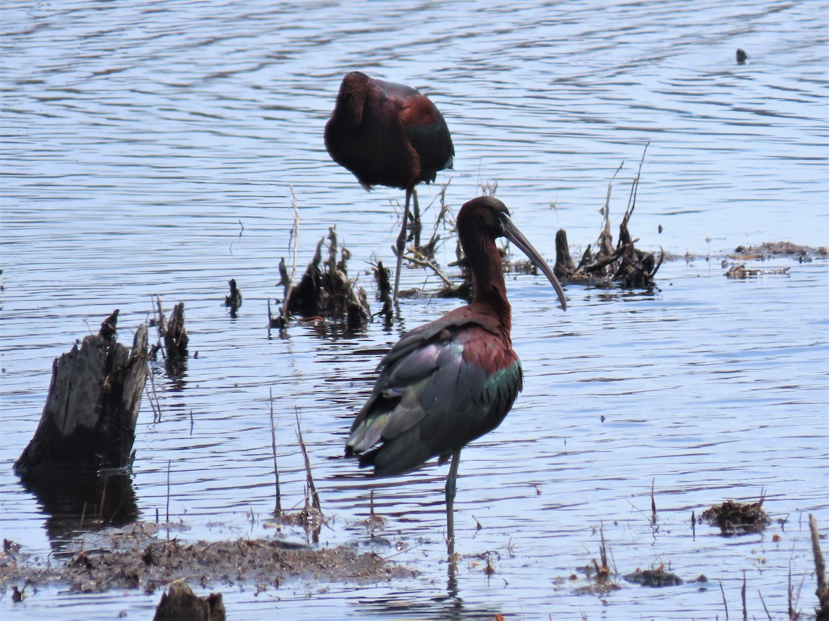 彩䴉 - ML223725631