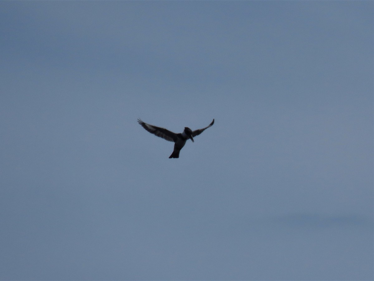 Belted Kingfisher - ML223725771