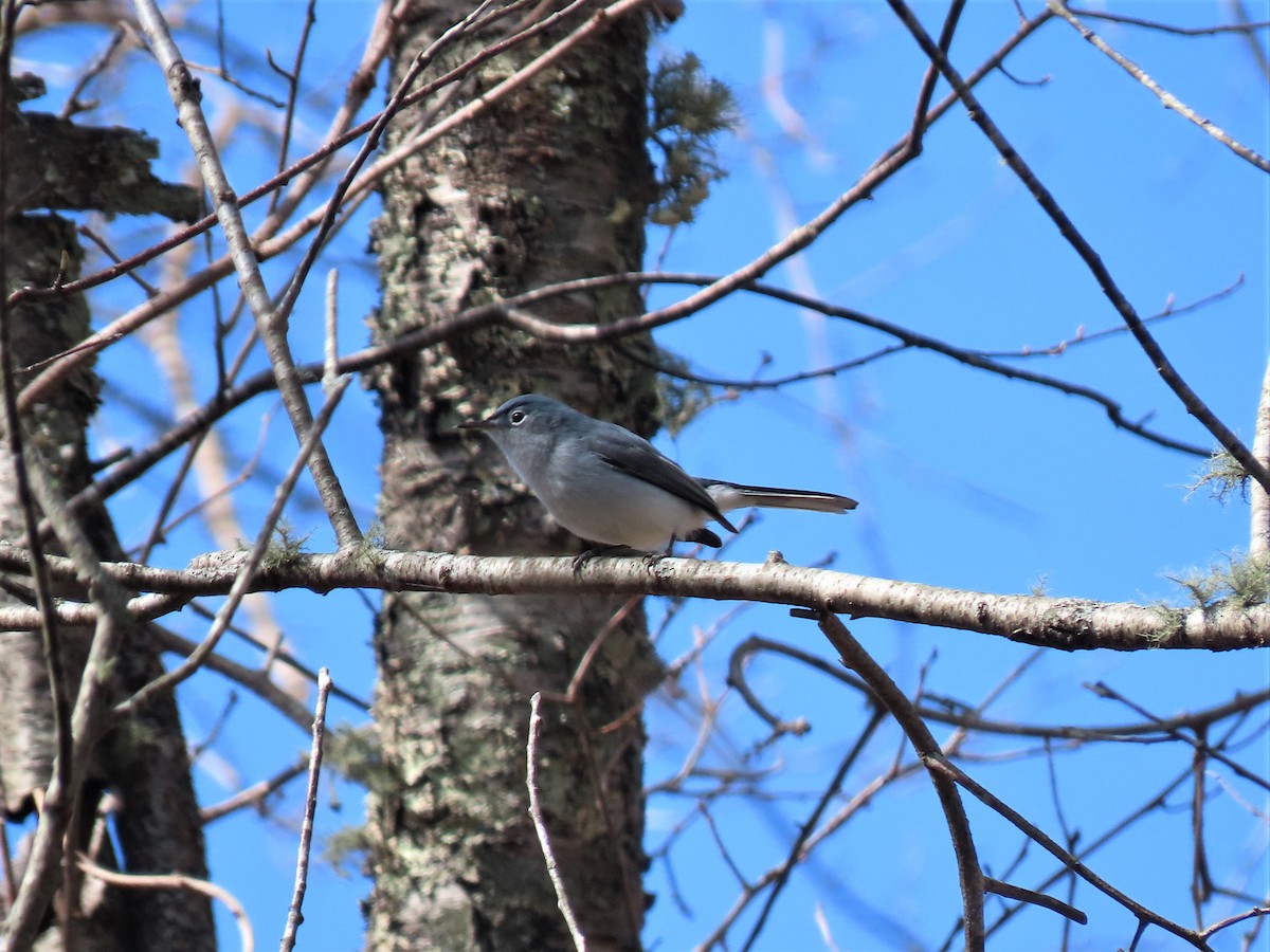 Blue-gray Gnatcatcher - ML223725881