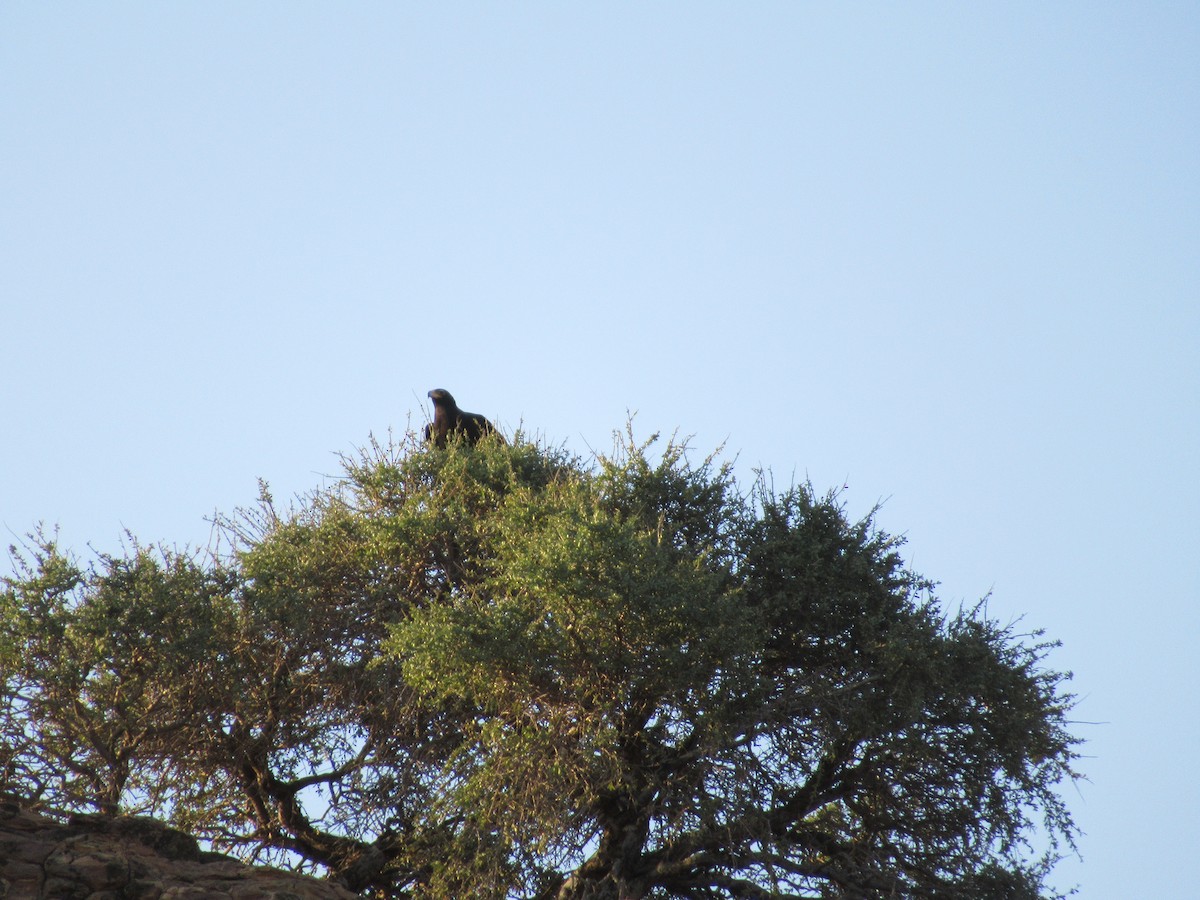 Verreaux's Eagle - ML223725931