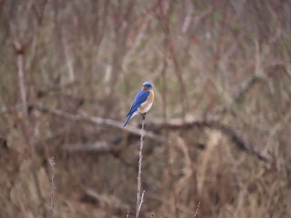 Eastern Bluebird - ML223725941