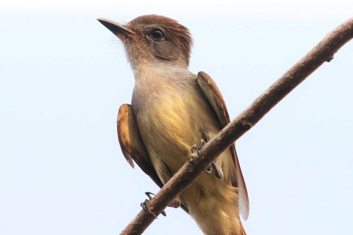 Yucatan Flycatcher - Isaias Morataya