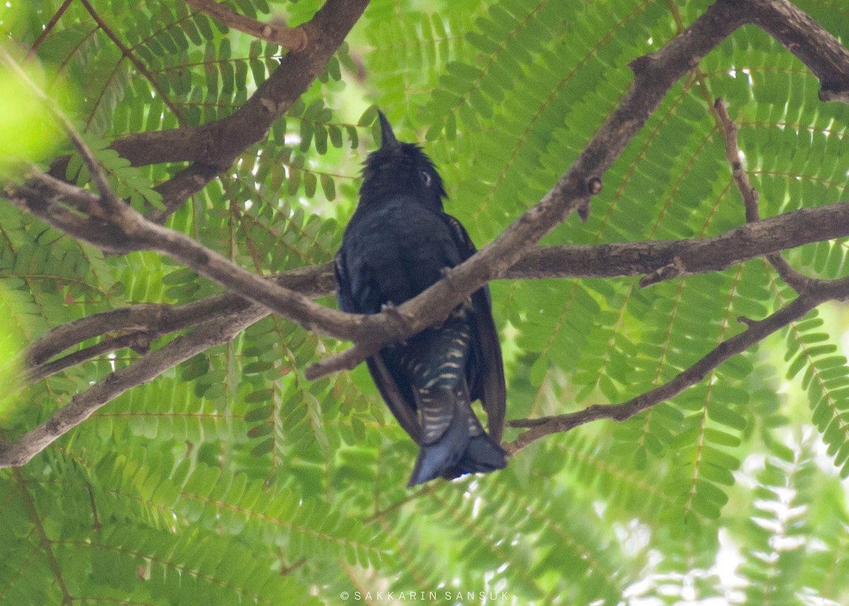 Square-tailed Drongo-Cuckoo - ML223727001
