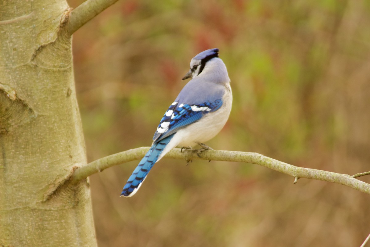 Blue Jay - ML223727341