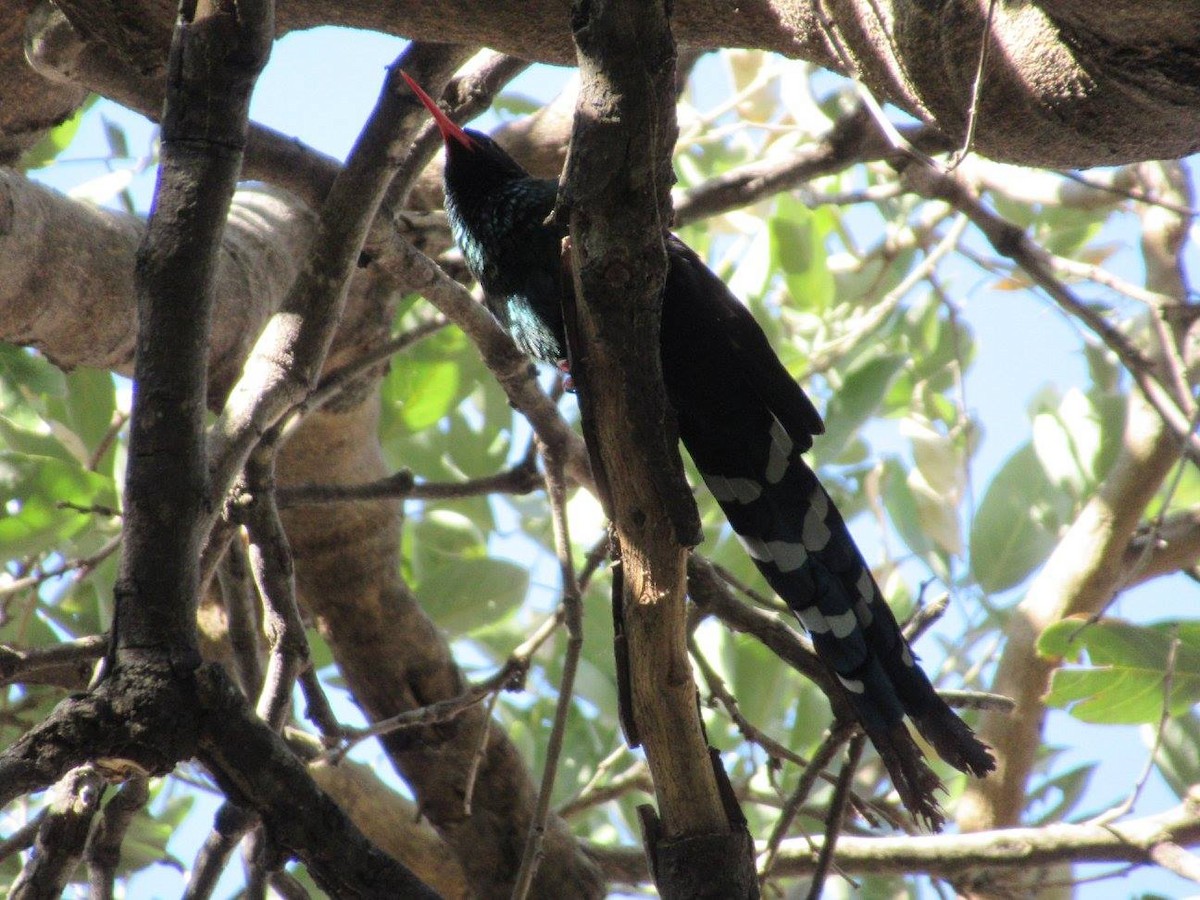 Green Woodhoopoe - Nick Friedeman