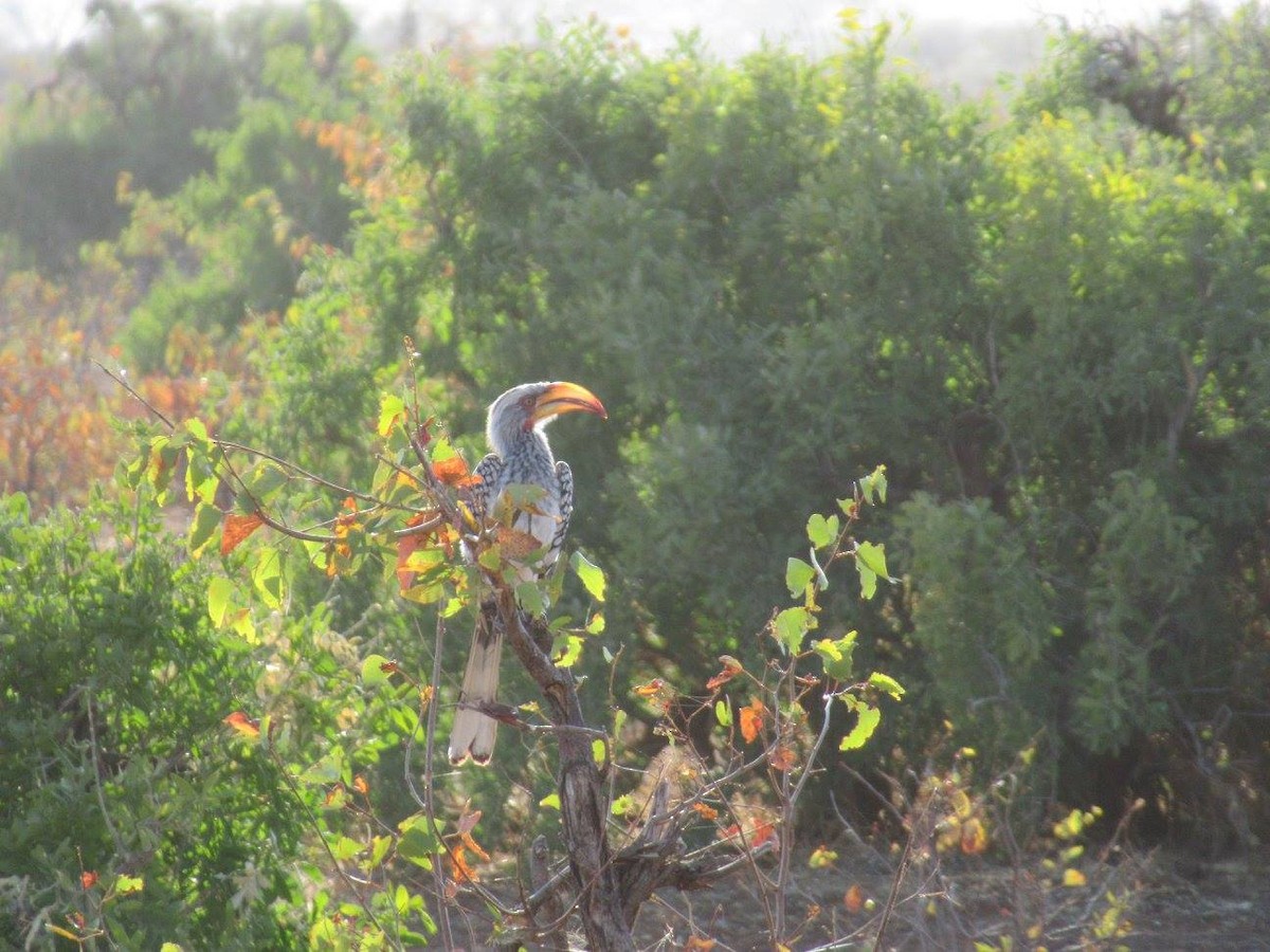 Southern Yellow-billed Hornbill - ML223727441