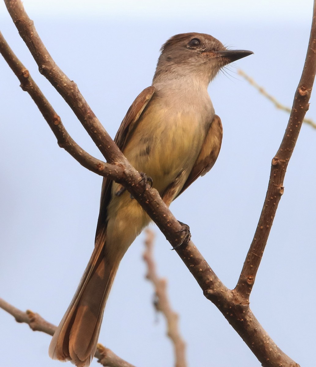 Yucatan Flycatcher - Isaias Morataya