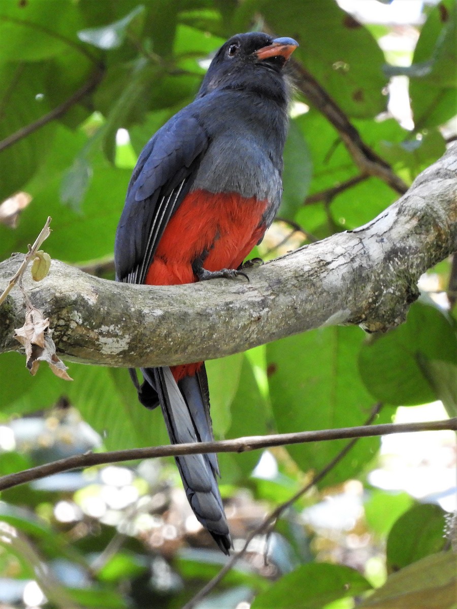 Slaty-tailed Trogon - ML223729431