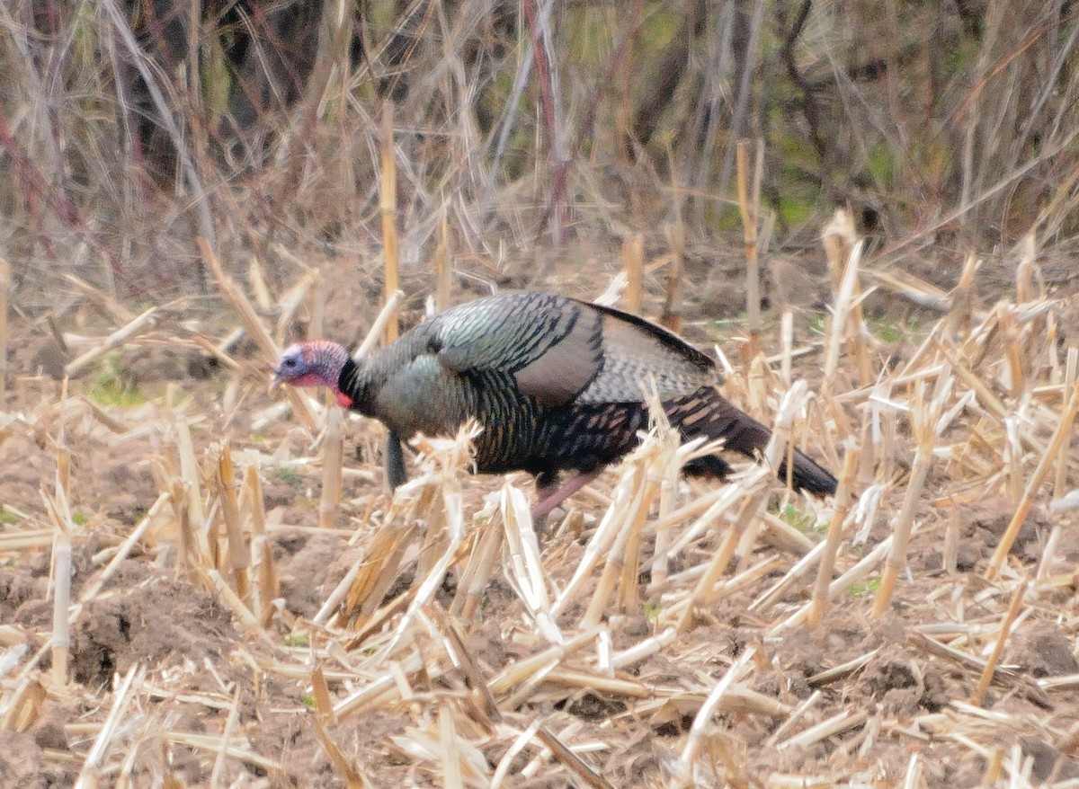 Wild Turkey - ML223730071