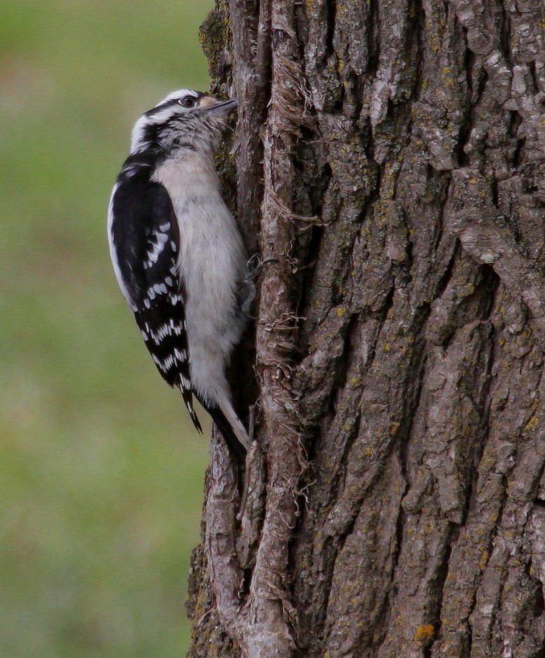 Downy Woodpecker - ML223730251