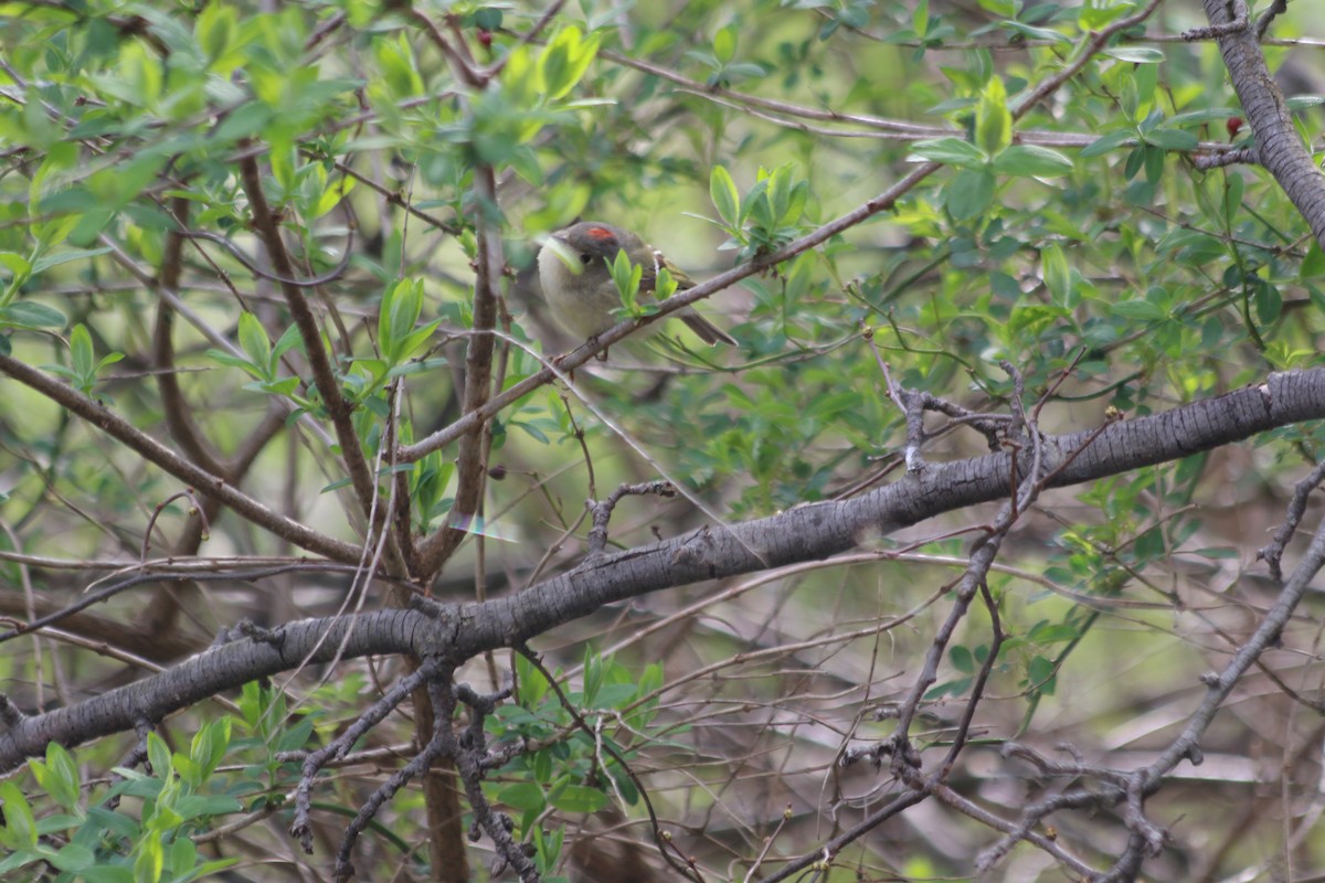 Ruby-crowned Kinglet - ML223730771