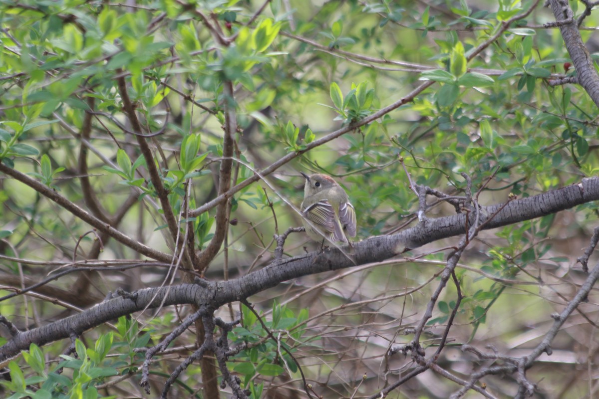 Ruby-crowned Kinglet - ML223730781