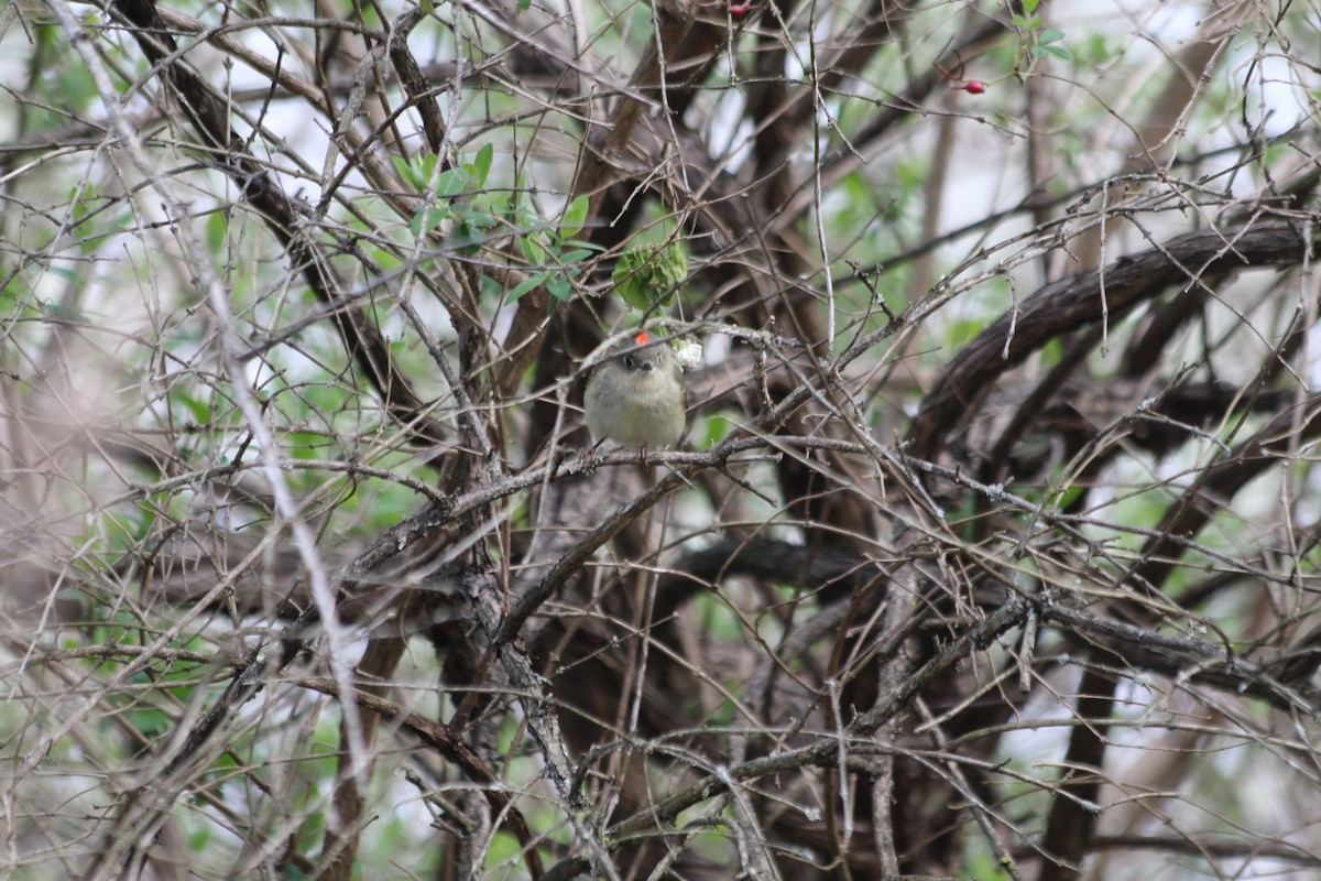 Ruby-crowned Kinglet - ML223730791