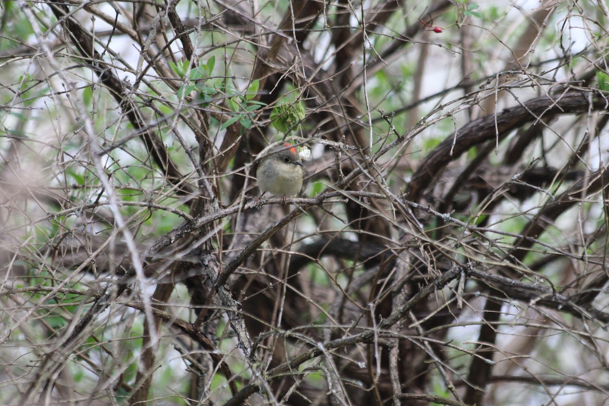 Ruby-crowned Kinglet - ML223730801