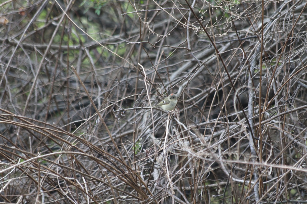 Ruby-crowned Kinglet - ML223730821