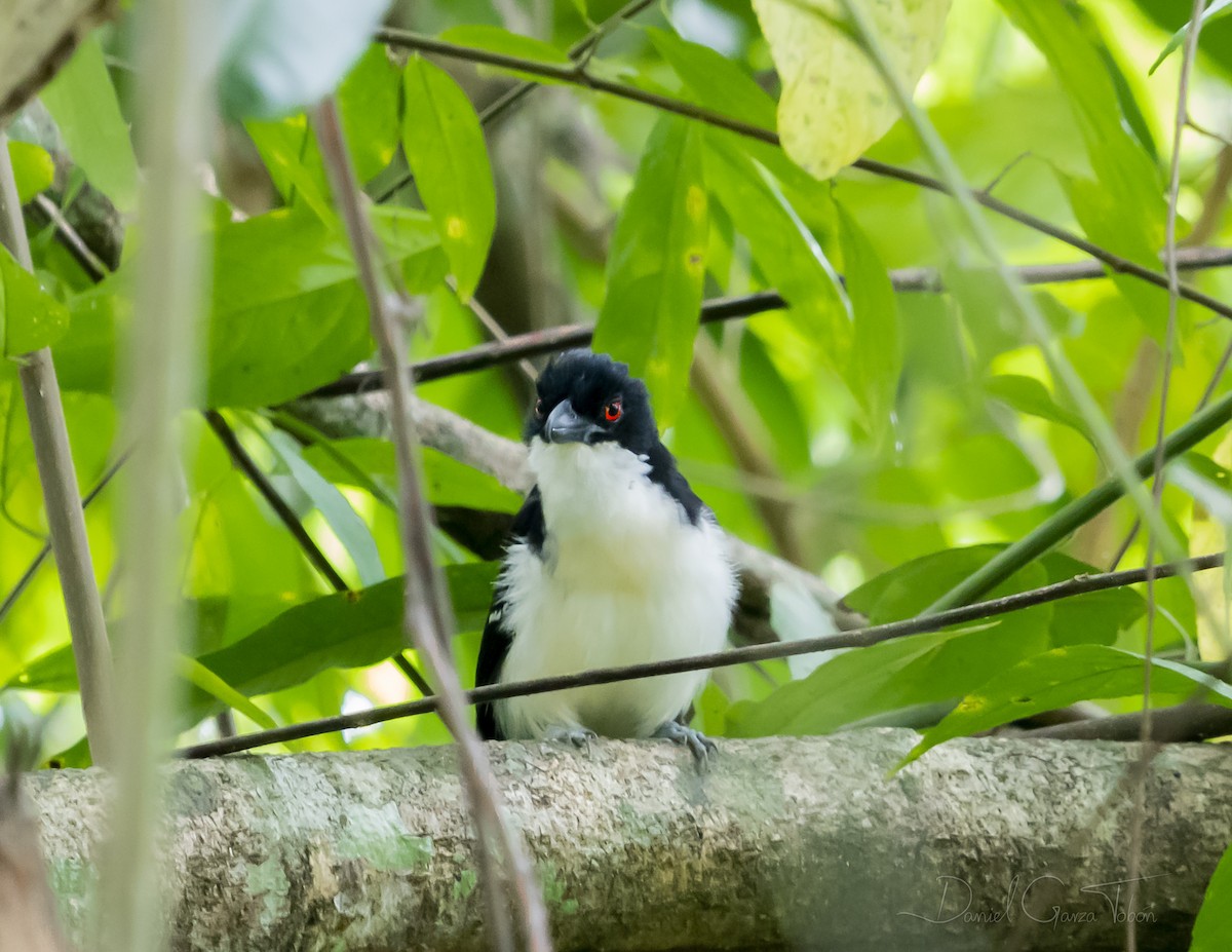 Great Antshrike - Daniel  Garza Tobón