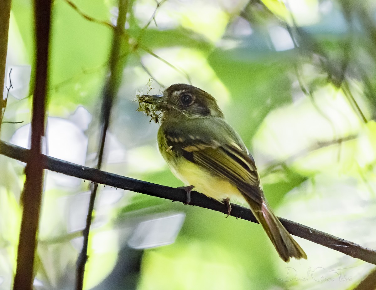 Sepia-capped Flycatcher - Daniel  Garza Tobón