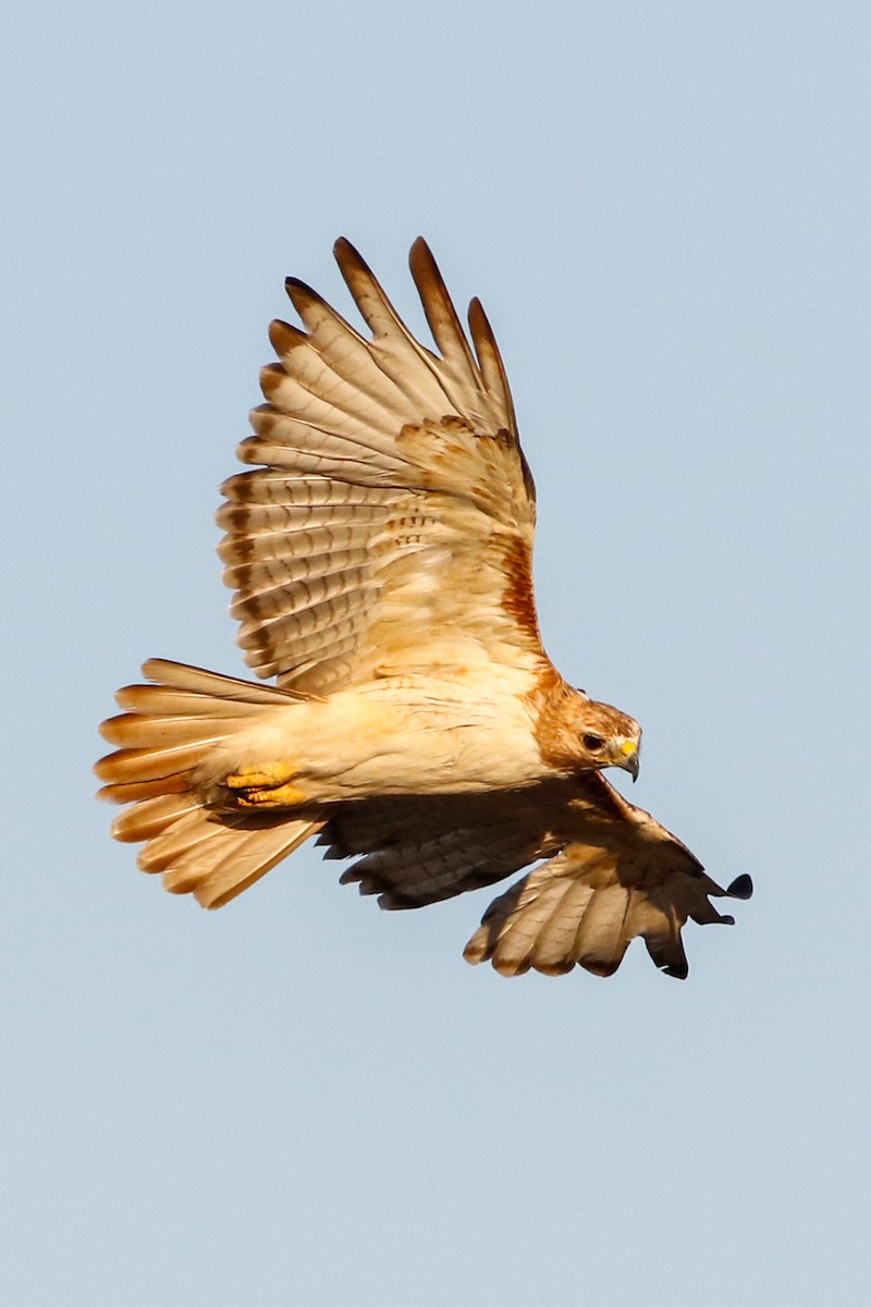 Red-tailed Hawk (fuertesi) - Byron Stone