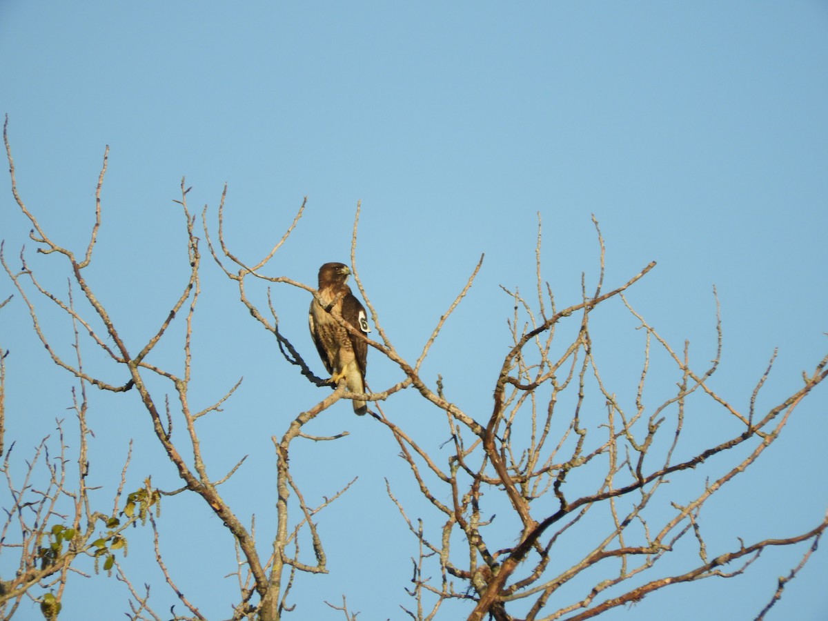 Red-tailed Hawk - ML223734061