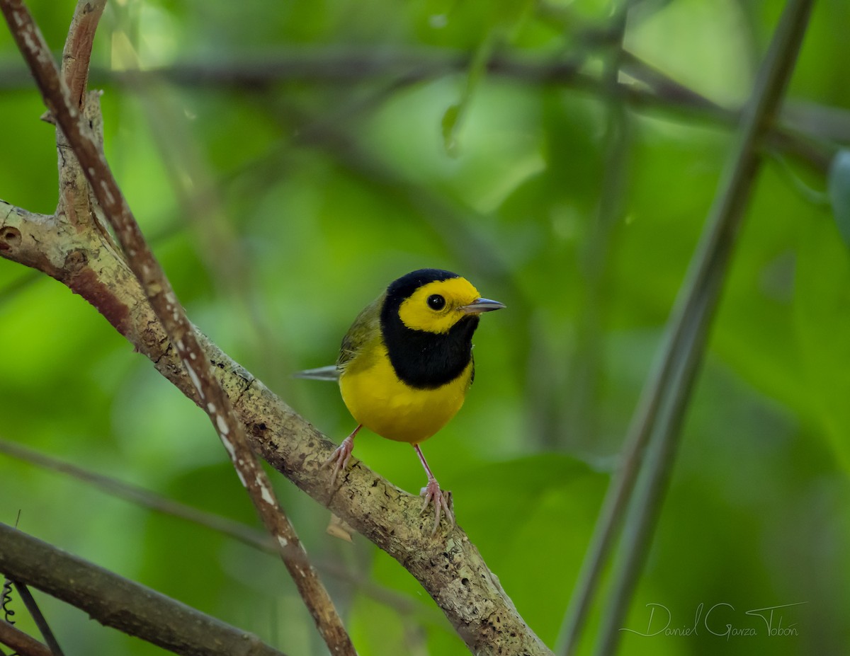 Hooded Warbler - ML223734171