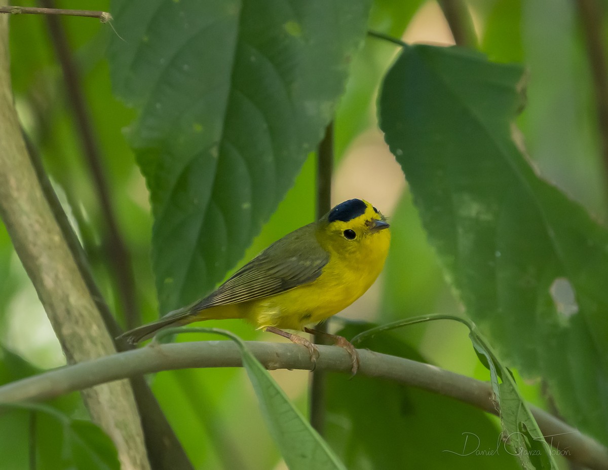 Wilson's Warbler - ML223734221