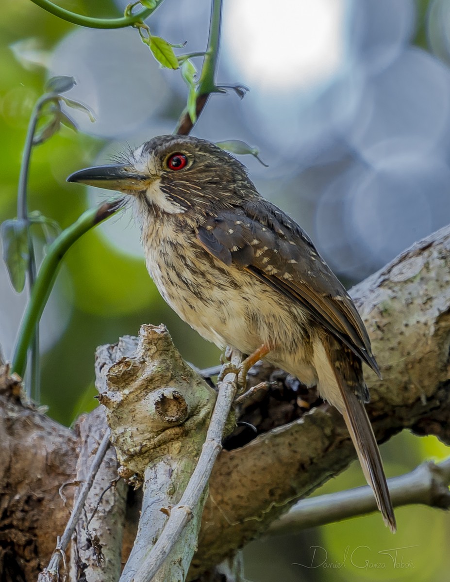 White-whiskered Puffbird - Daniel Garza Tobón