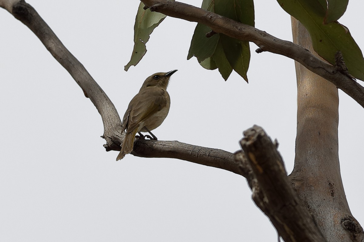 Fuscous Honeyeater - Holger Teichmann