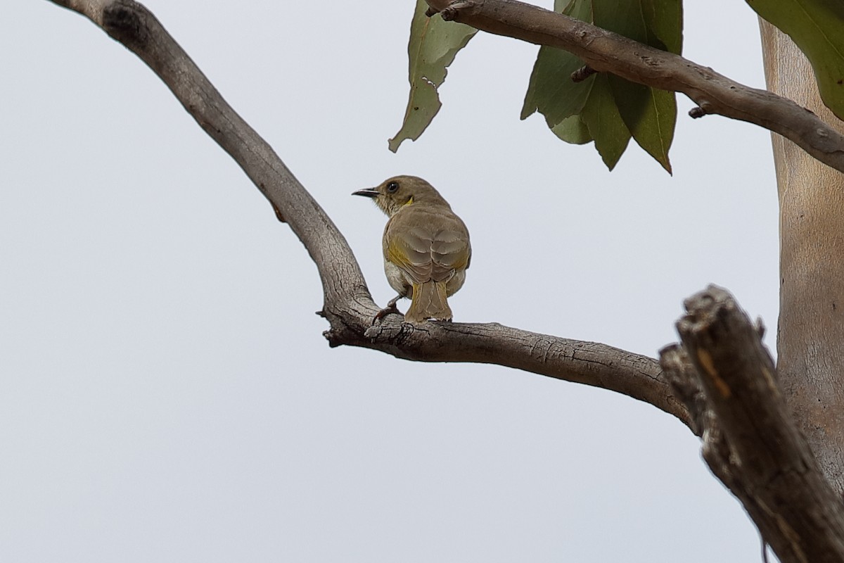 Fuscous Honeyeater - Holger Teichmann