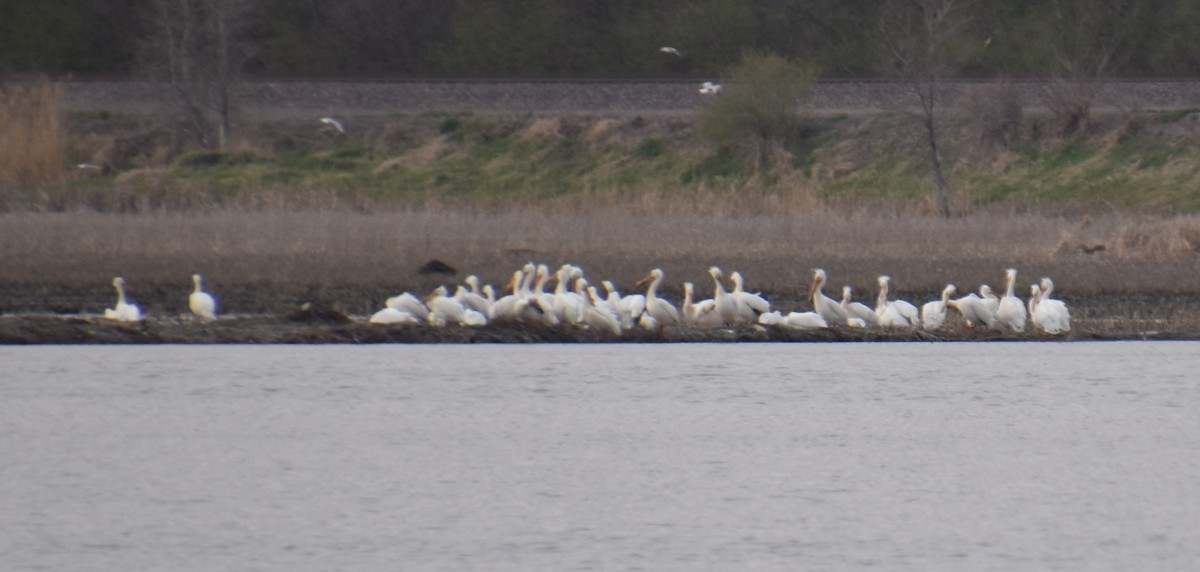 American White Pelican - ML223738911