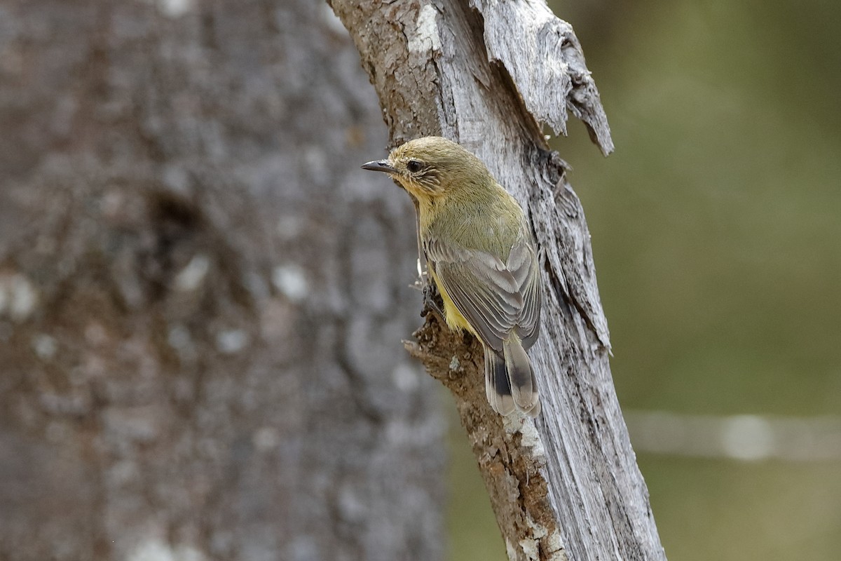 Yellow Thornbill - Holger Teichmann