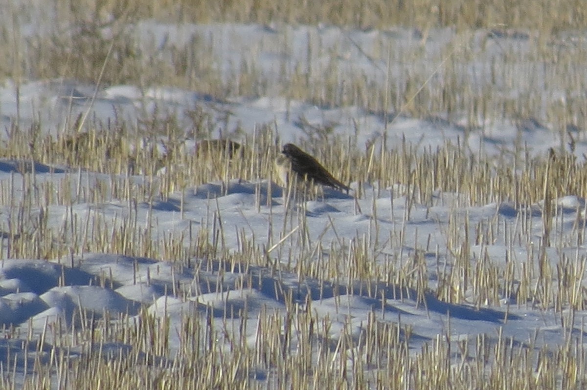 Lapland Longspur - Bryant Olsen