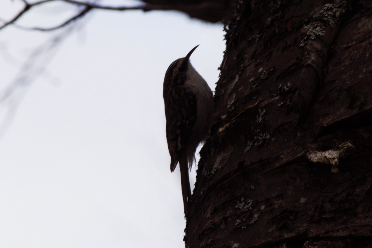 Brown Creeper - ML223741771