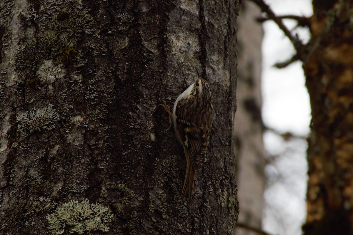 Brown Creeper - ML223741791