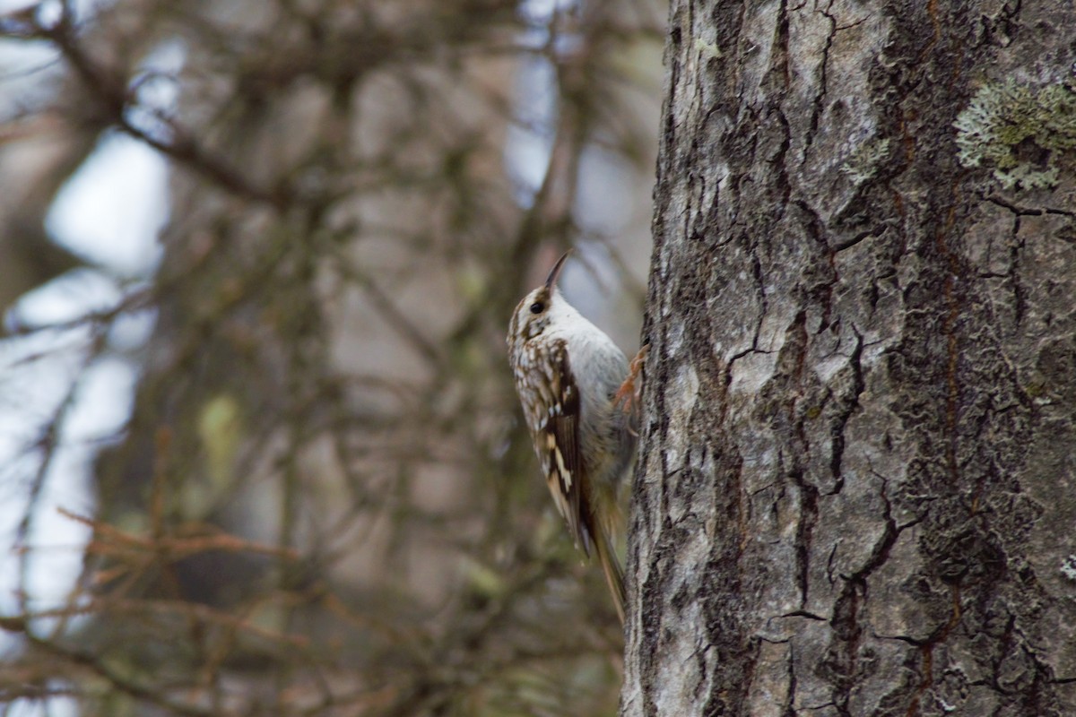 Brown Creeper - ML223741801