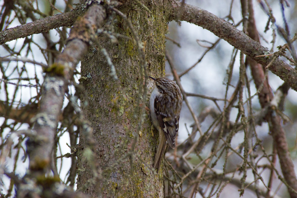 Brown Creeper - ML223741821