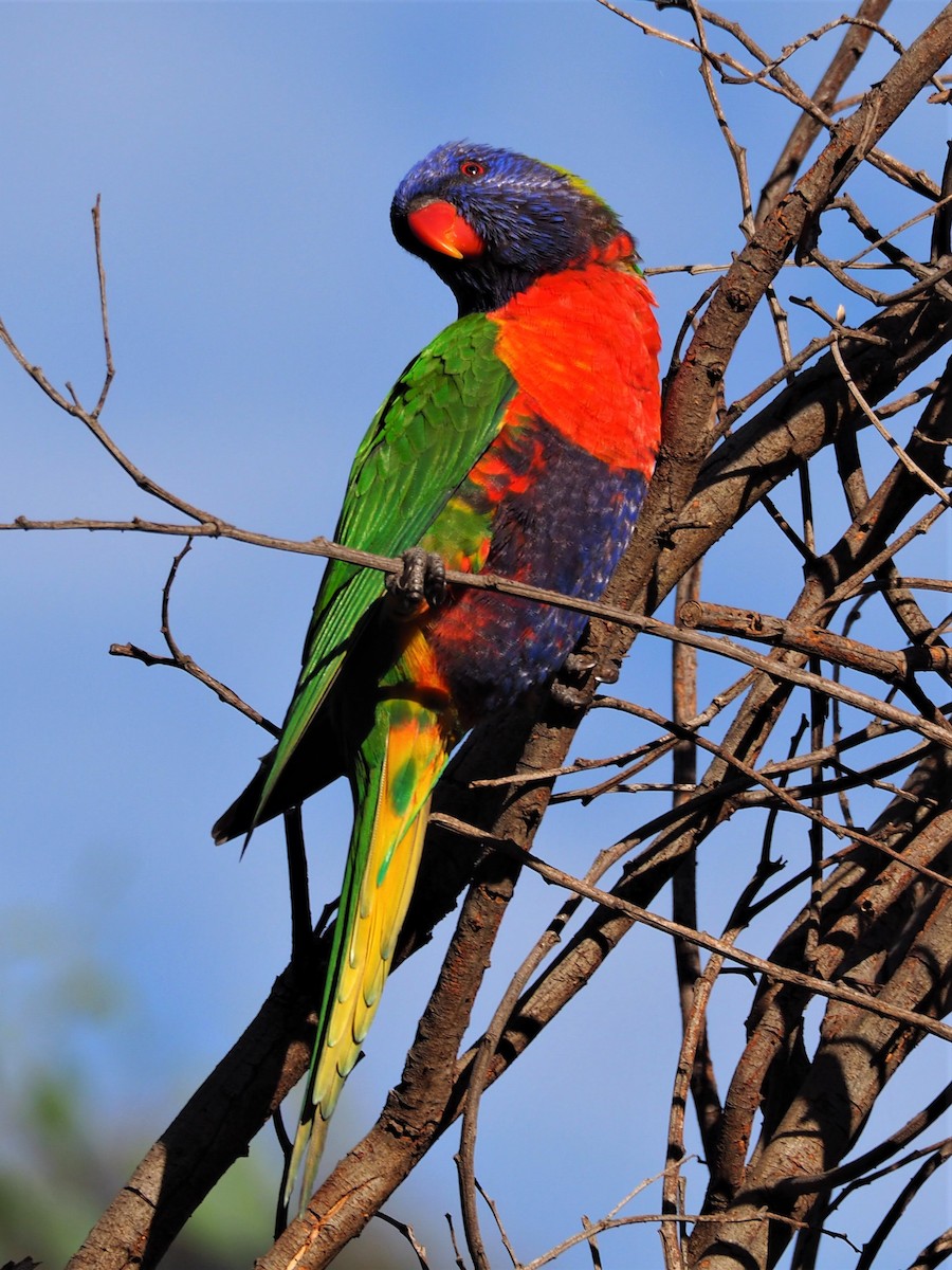 Lori Arcoiris - ML223741841